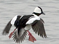 Bufflehead
