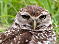 Burrowing Owl