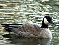 Cackling Goose