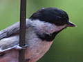 Carolina Chickadee