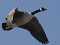 Canada Goose