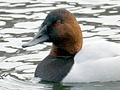 Canvasback