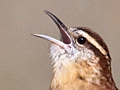 Carolina Wren