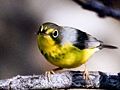 Canada Warbler