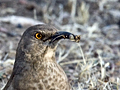 Curve-billed Thrasher