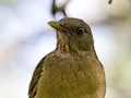 Clay-colored Thrush