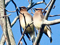 Cedar Waxwing