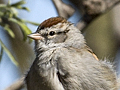 Chipping Sparrow