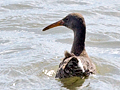 Clapper Rail