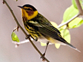 Cape May Warbler
