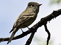 Cordilleran Flycatcher