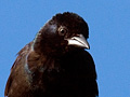 Common Grackle