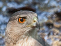 Cooper's Hawk