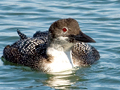 Common Loon