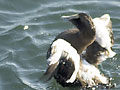 Common Eider