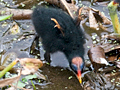 Common Gallinule