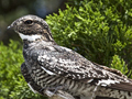 Common Nighthawk