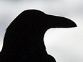 Common Raven