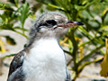 Common Tern