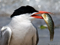 Common Tern