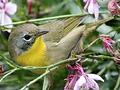 Common Yellowthroat