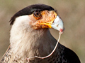 Crested Caracara