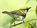 Chestnut-sided Warbler