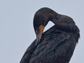 Double-crested Cormorant