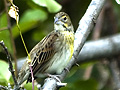 Dickcissel at Cove Island Park Wildlife Sanctuary