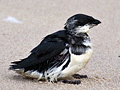 Dovekie