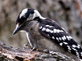 Downy Woodpecker