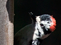 Downy Woodpecker