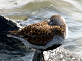 Dunlin