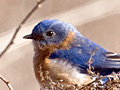 Eastern Bluebird