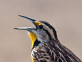Eastern Meadowlark