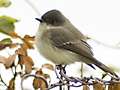 Eastern Phoebe
