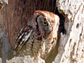 Eastern Screech-Owl