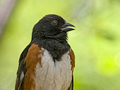 Eastern Towhee