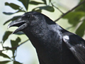 Fish Crow