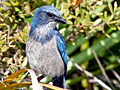 Florida Scrub-Jay