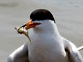Foster's Tern