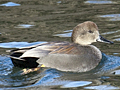 Gadwall