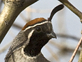 Gambel's Quail