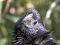 Groove-billed Ani