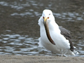 Great Black-backed Gull