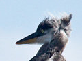 Immature Great Blue Herons