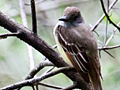 Great-crested Flycatcher