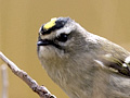 Golden-crowned Kinglet