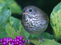 Gray-cheeked Thrush