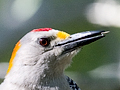 Golden-fronted Woodpecker